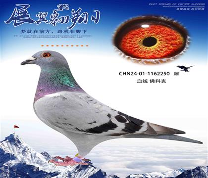 速度之王佛科克50