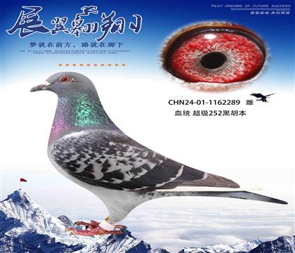徐英杰黑胡本289