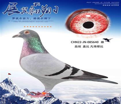 轉(zhuǎn)飛鴿王的蓋比640