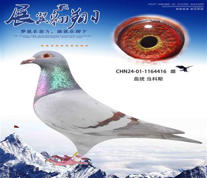 速度狂魔當(dāng)科斯416
