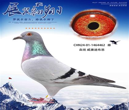 威廉迪布恩462