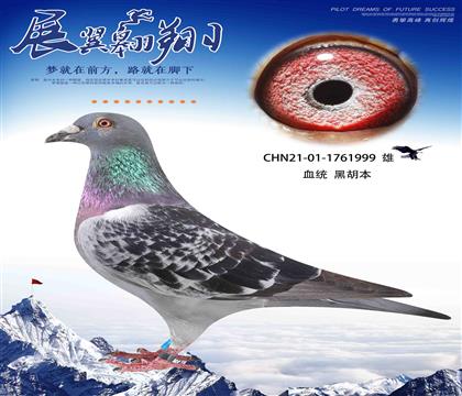 徐英杰黑胡本999