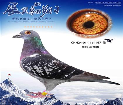 徐英杰黑胡本467