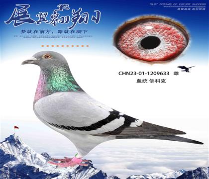 速度之王佛科克633