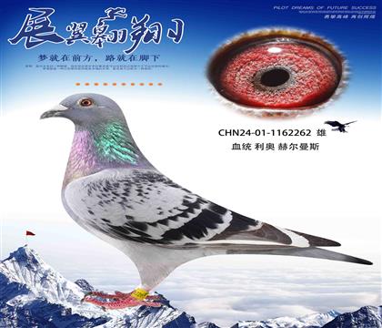 利奧003多重近親回血作出262