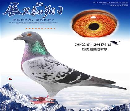 威廉迪布恩174