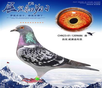 威廉迪布恩686