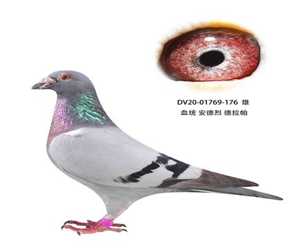安德烈德拉帕176
