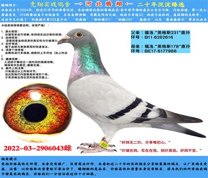 Ӣ˹231XӢ˹178HOŮ