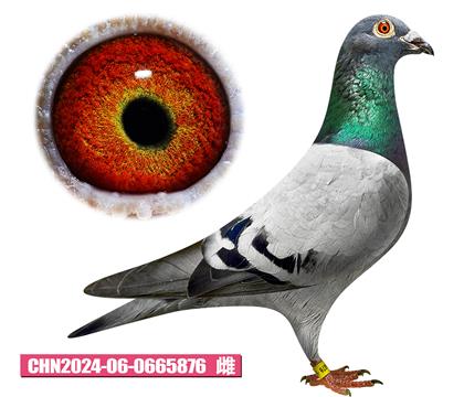 Tv-876