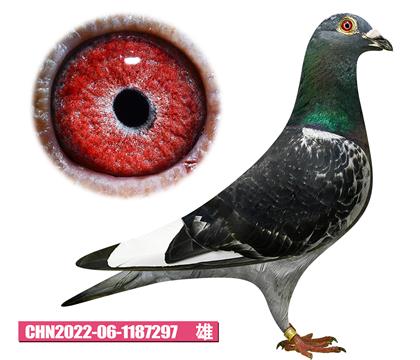 T-̖297