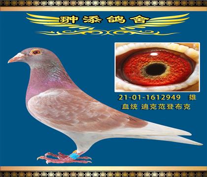迪克范登布克949
