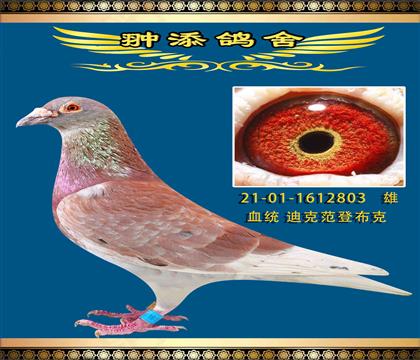 迪克范登布克803