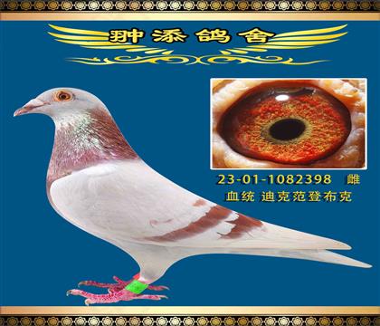 迪克范登布克398