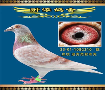 迪克范登布克310