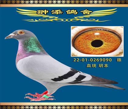 頂級胡本快慢都來090