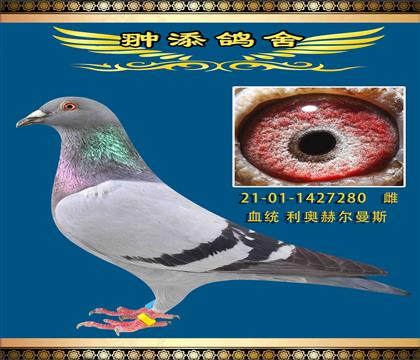 奧林匹克雀鷹全兄弟直子作出
