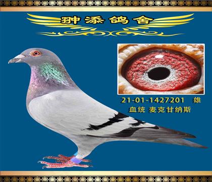 麥克甘納斯公棚專家201