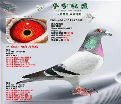 世界大銘鴿 所向無敵直系