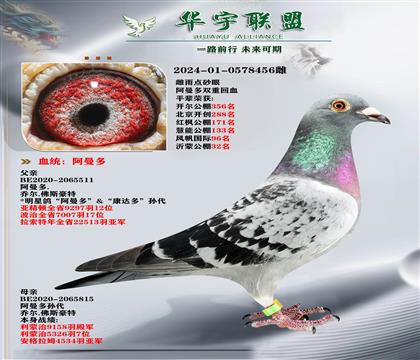 世界大銘鴿 阿曼多 多重回血