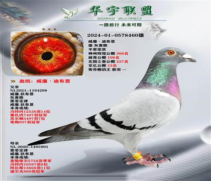 世界大銘鴿 墨菲定律 直孫 家族獲獎數(shù)羽