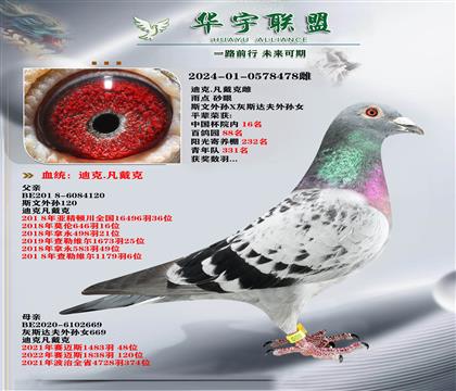 凡戴克 所向無敵 超強溶血 家族發(fā)揮強大