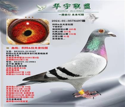 普拉圖 中距離王者