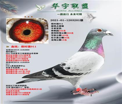 世界大銘鴿 保時捷911直孫