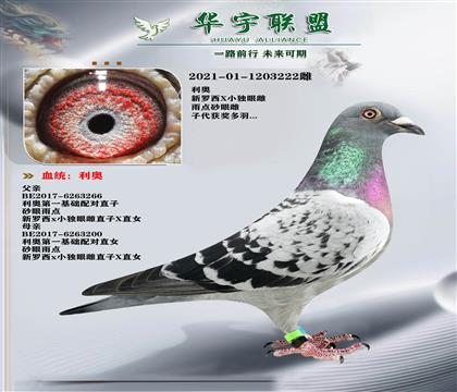 利奧 新羅西X獨眼雌 黃金配對