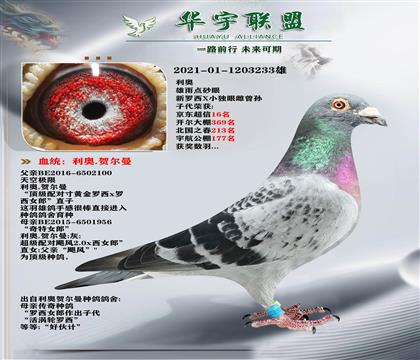 利奧 新羅西X小獨眼雌 曾孫 子代獲獎數(shù)羽