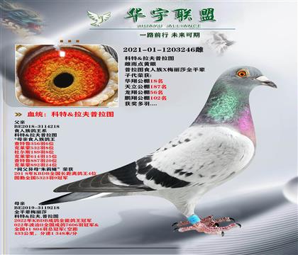 普拉圖 食人族鴿王系 超級金母