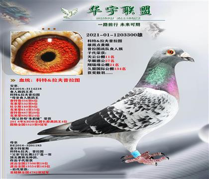 普拉圖 食人族鴿王系 子代獲獎數(shù)羽 超級種鴿