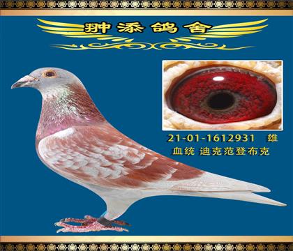迪克范登布克931