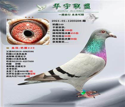 奶酪240直孫X奶酪098外孫女 超強溶血 家族發(fā)揮強大