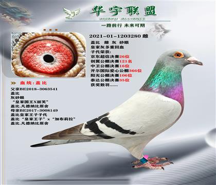 蓋比 皇家國王X皇家王子 子代發(fā)揮數(shù)羽