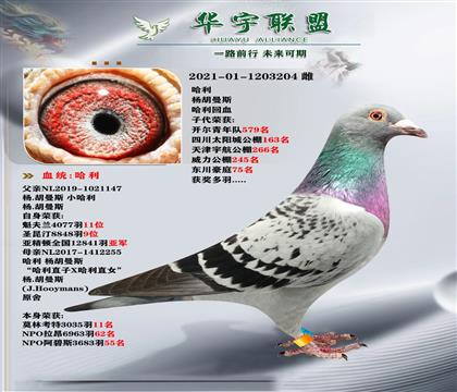 世界大銘鴿 哈利外孫X哈利外孫女 超強溶血