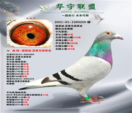 福雷迪 超級種鴿 家族發(fā)揮強大