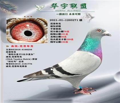 迪克范登布克 世界大銘鴿 基特爾直孫