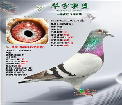 奶酪240X奶酪098 超強溶血 子代發(fā)揮數(shù)羽