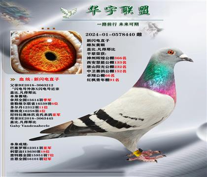蓋比 閃電號 超級金姆 家族發(fā)揮強大