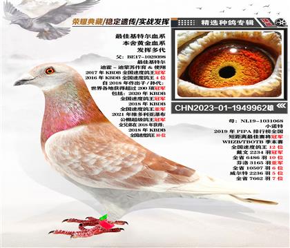本舍黃金血系“最佳基特爾”
