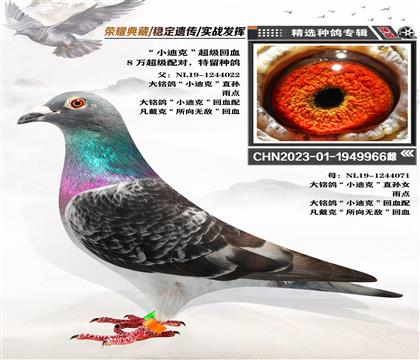超級(jí)配對(duì):”小迪克“超級(jí)回血