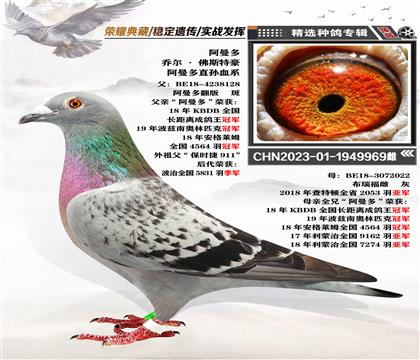 喬爾·佛斯豪特”阿曼多血系“