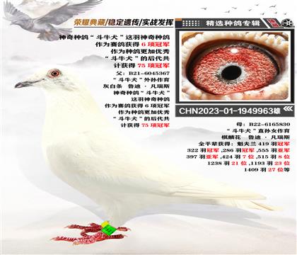 血統(tǒng):“斗牛犬”963雄