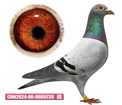 噶斯頓-奶酪夫人738