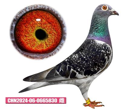 佛卡門-野馬號(hào)830