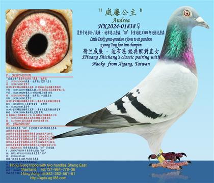 ŬHO/ϲXղɭ019ؽHX 100