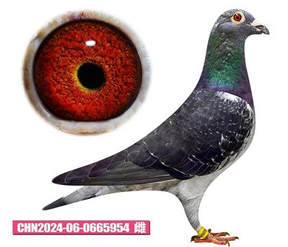T-ع954