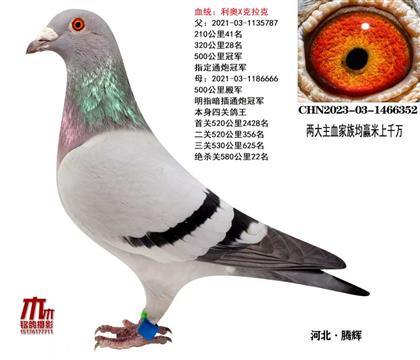 QP(gun)22