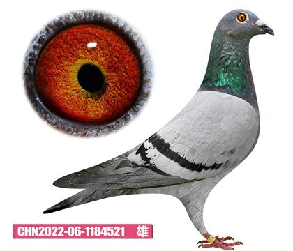 ˹D-p521